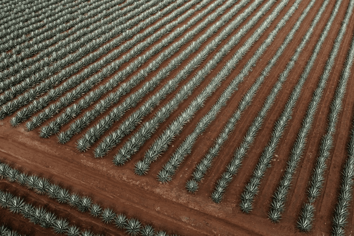 Santos Dioses Tequila agave field. 