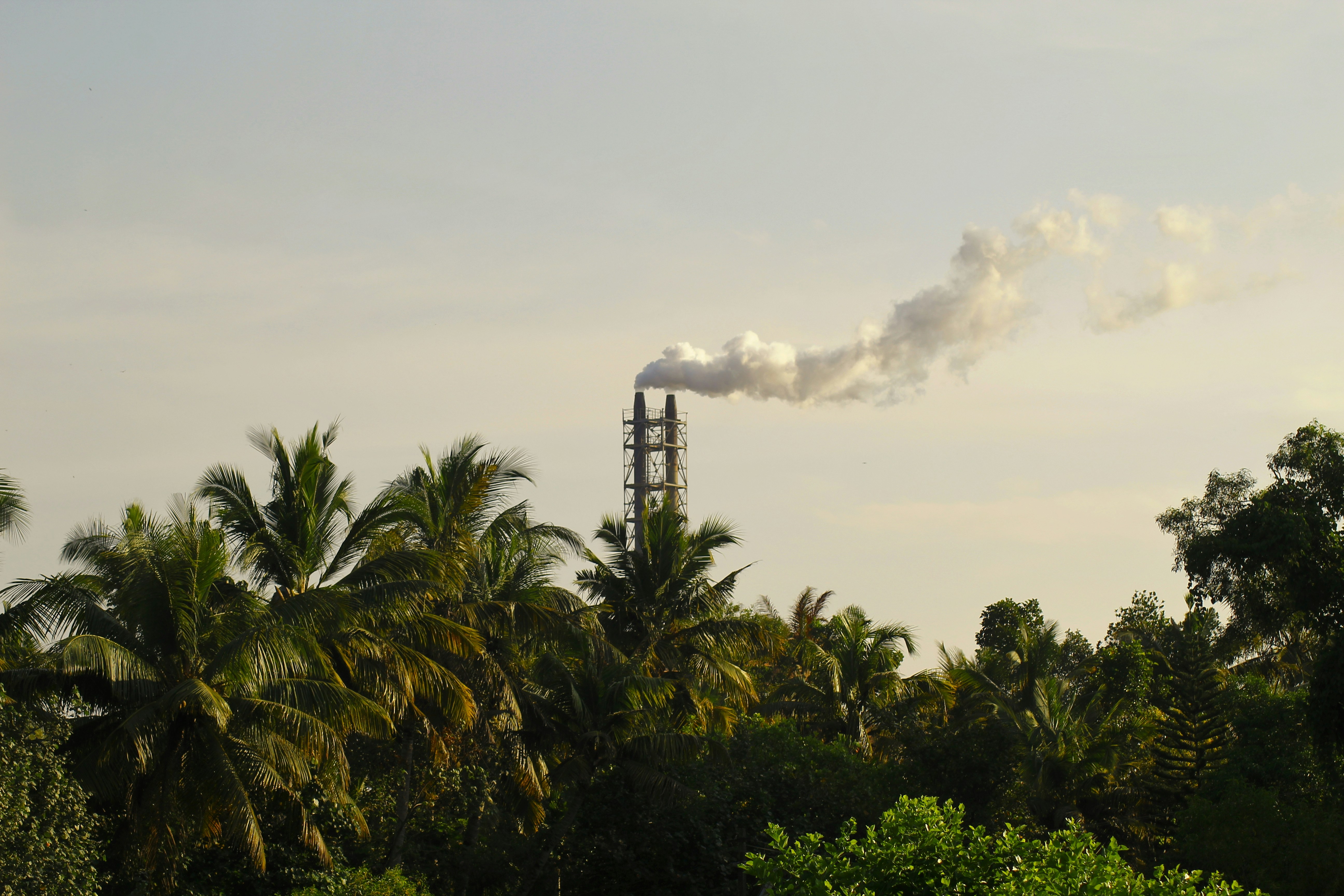 Smoke coming out of a factory between trees