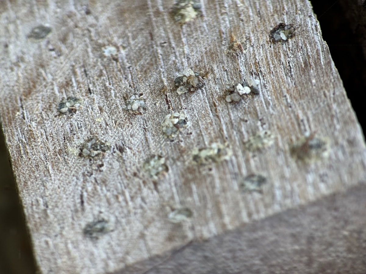 door bijen met steentjes dichtgemetselde gaatjes in het hout