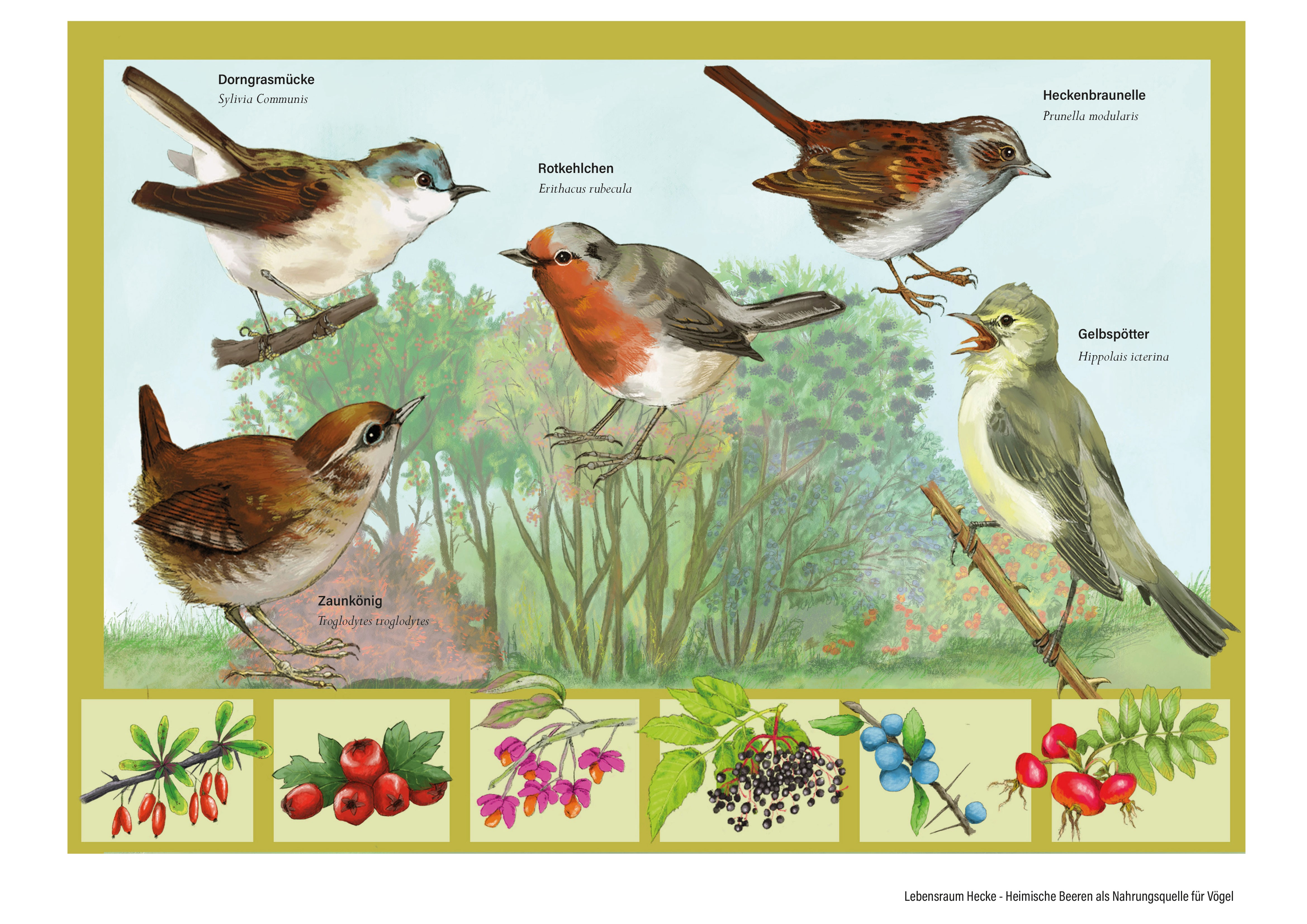 Eine Hecke im Hintergrund, davor Vögel und Beeren