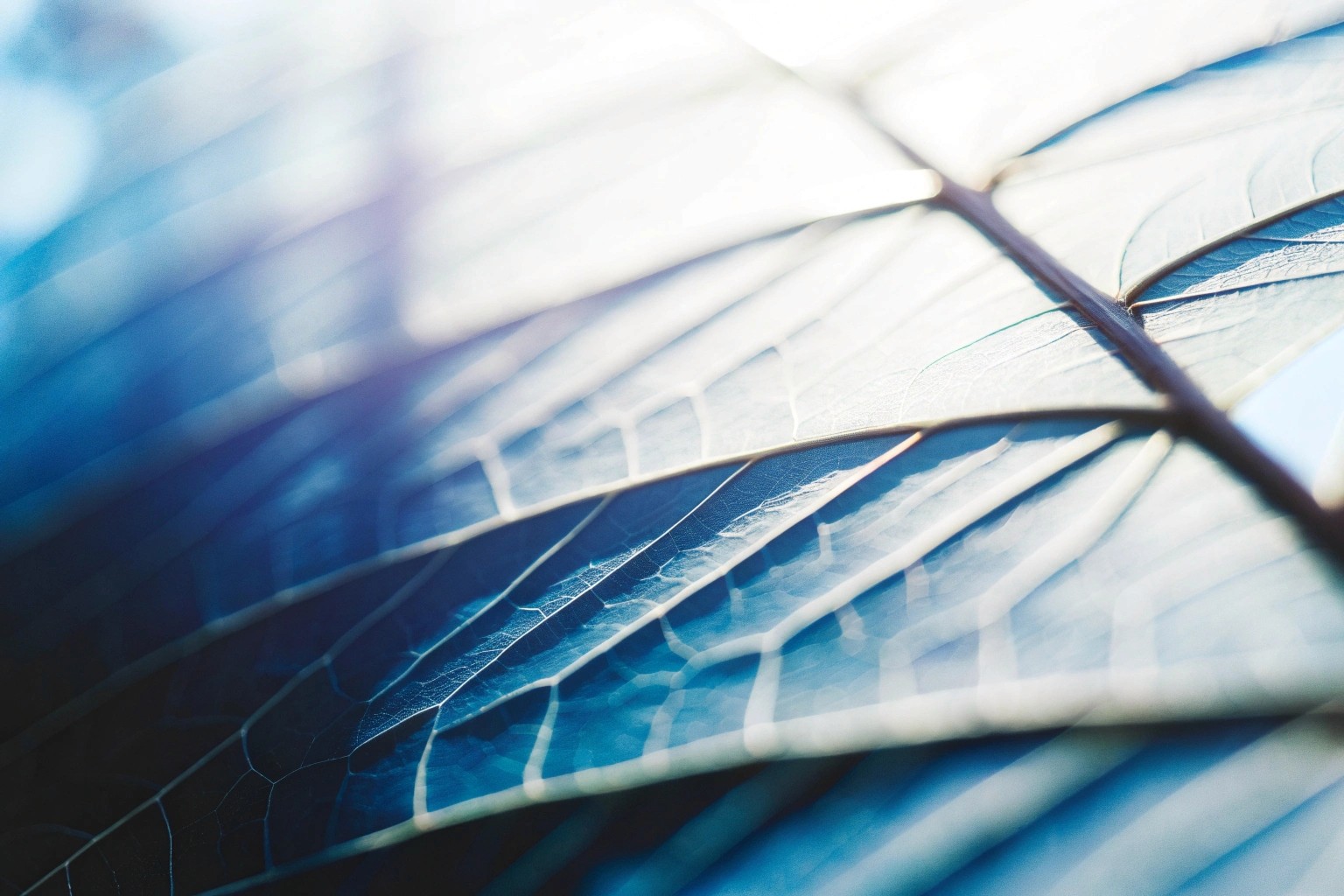 Dynamic picture of a cyclist riding downhill