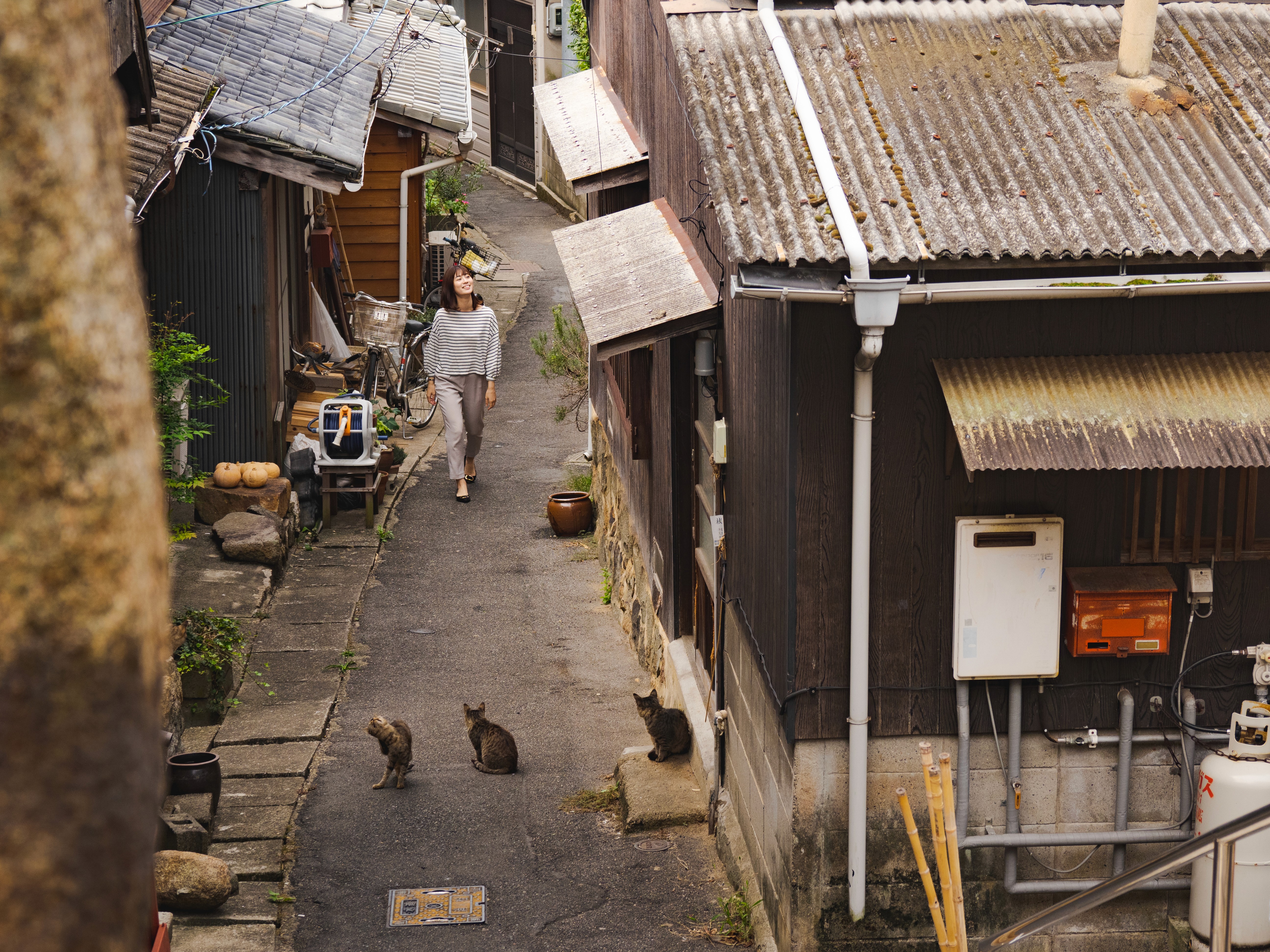 Old town area with cats