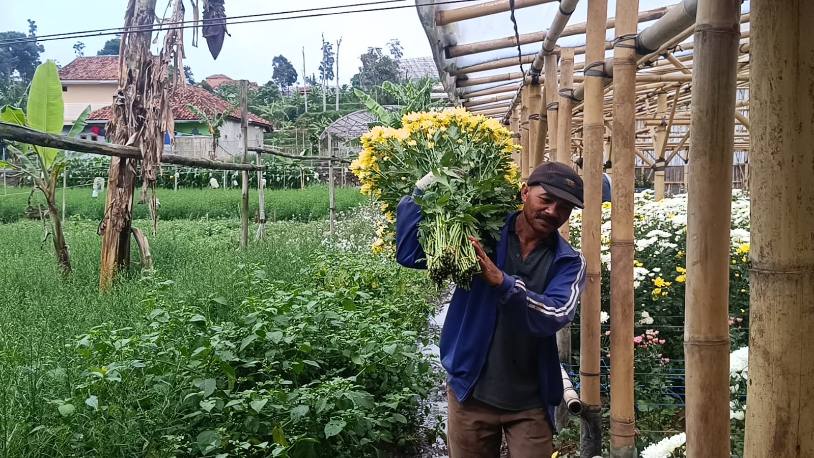 Petani di Bandung memanen bunga krisan untuk dibawa ke Jabodetabek.