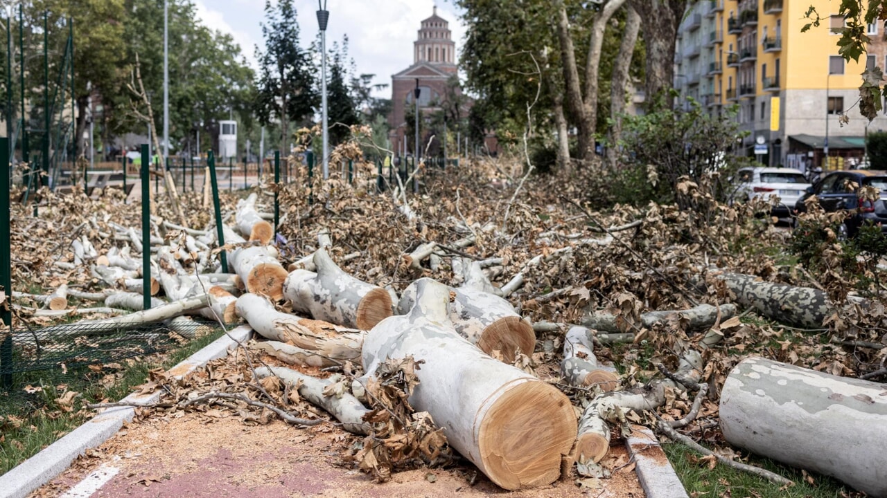 Platano a Olgiata su ciglio stradale in pezzi omogenei pronti per trasposto