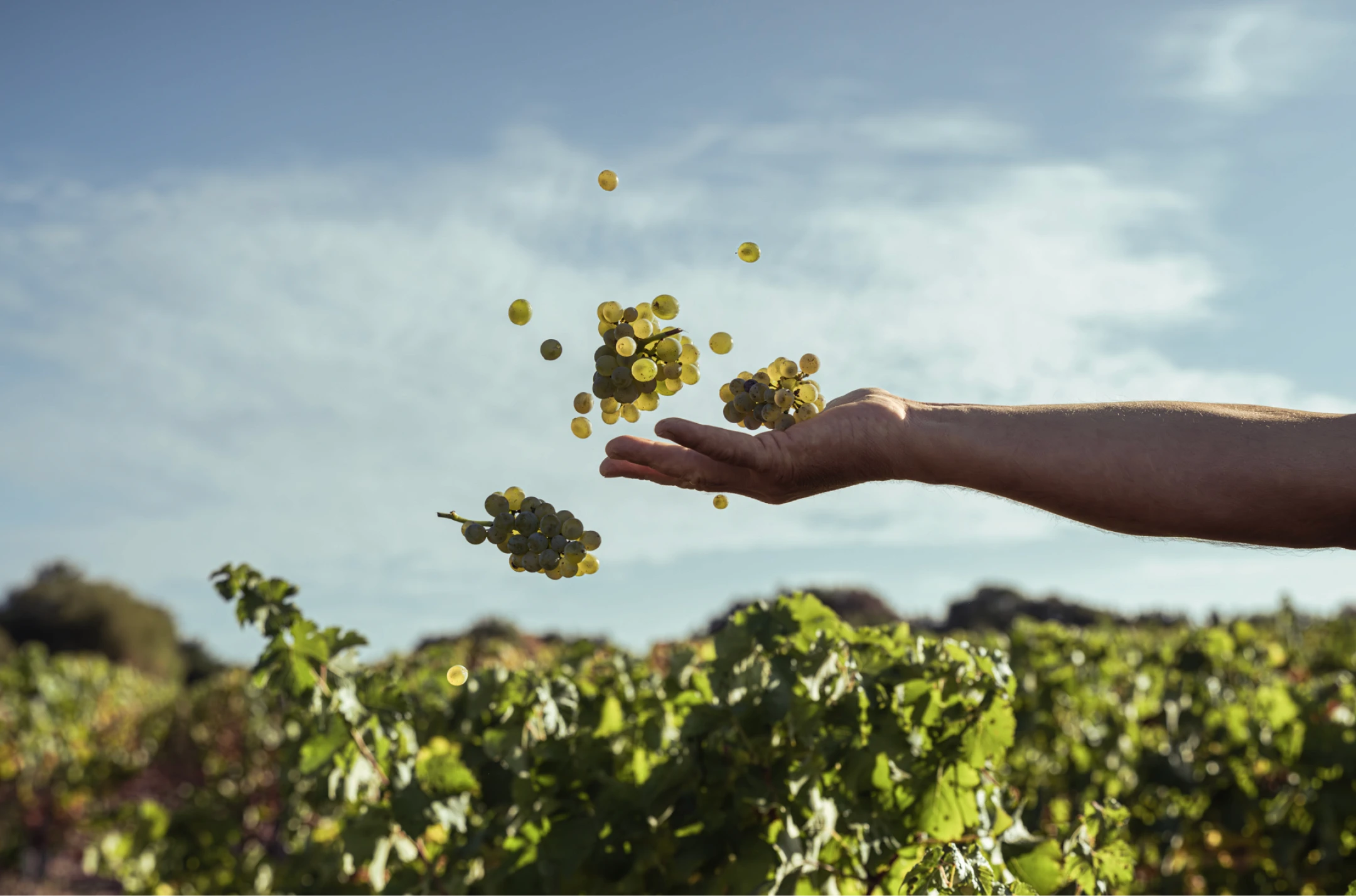 Grappes de raisin lancées dans le ciel au-dessus des vignes