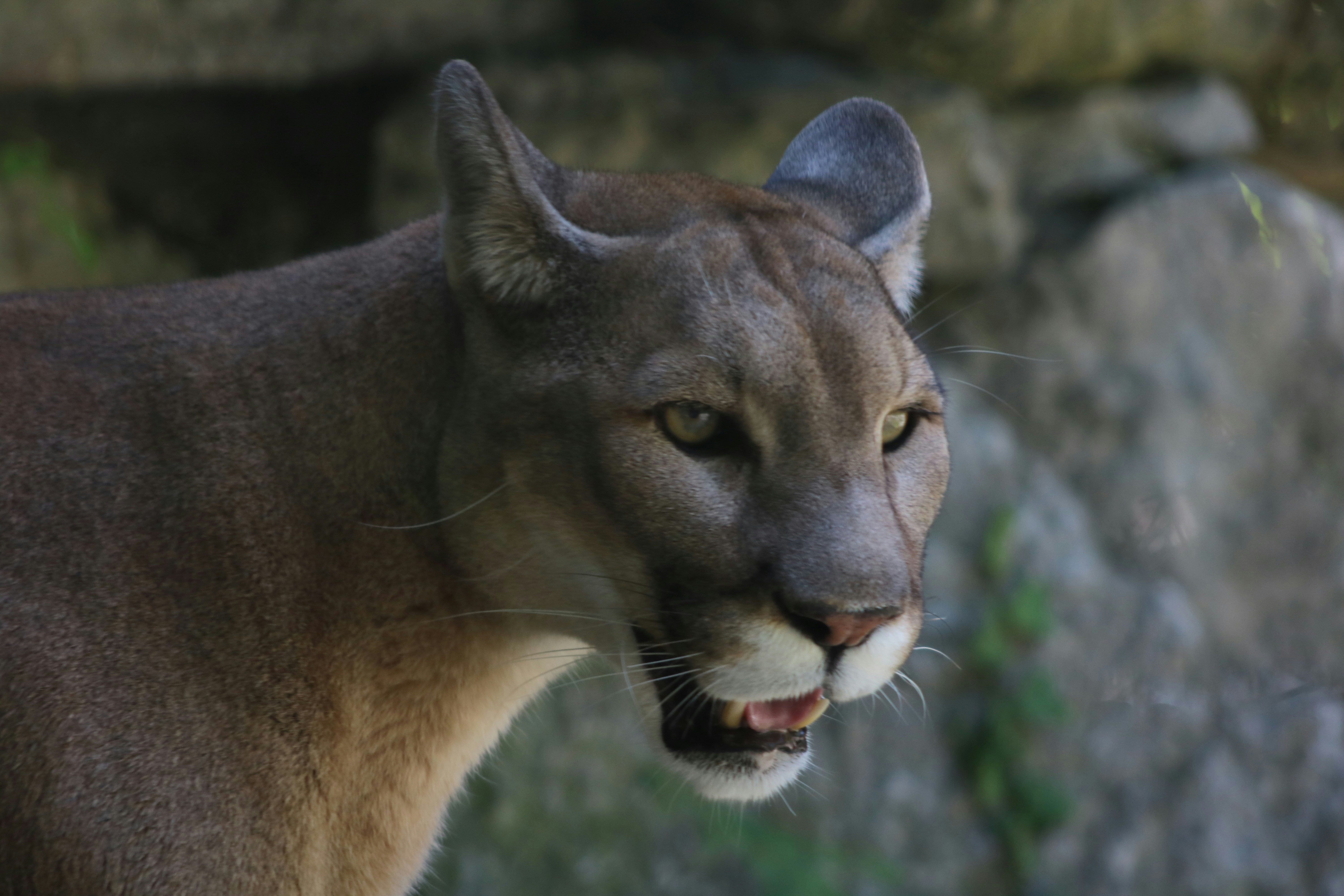 cougar