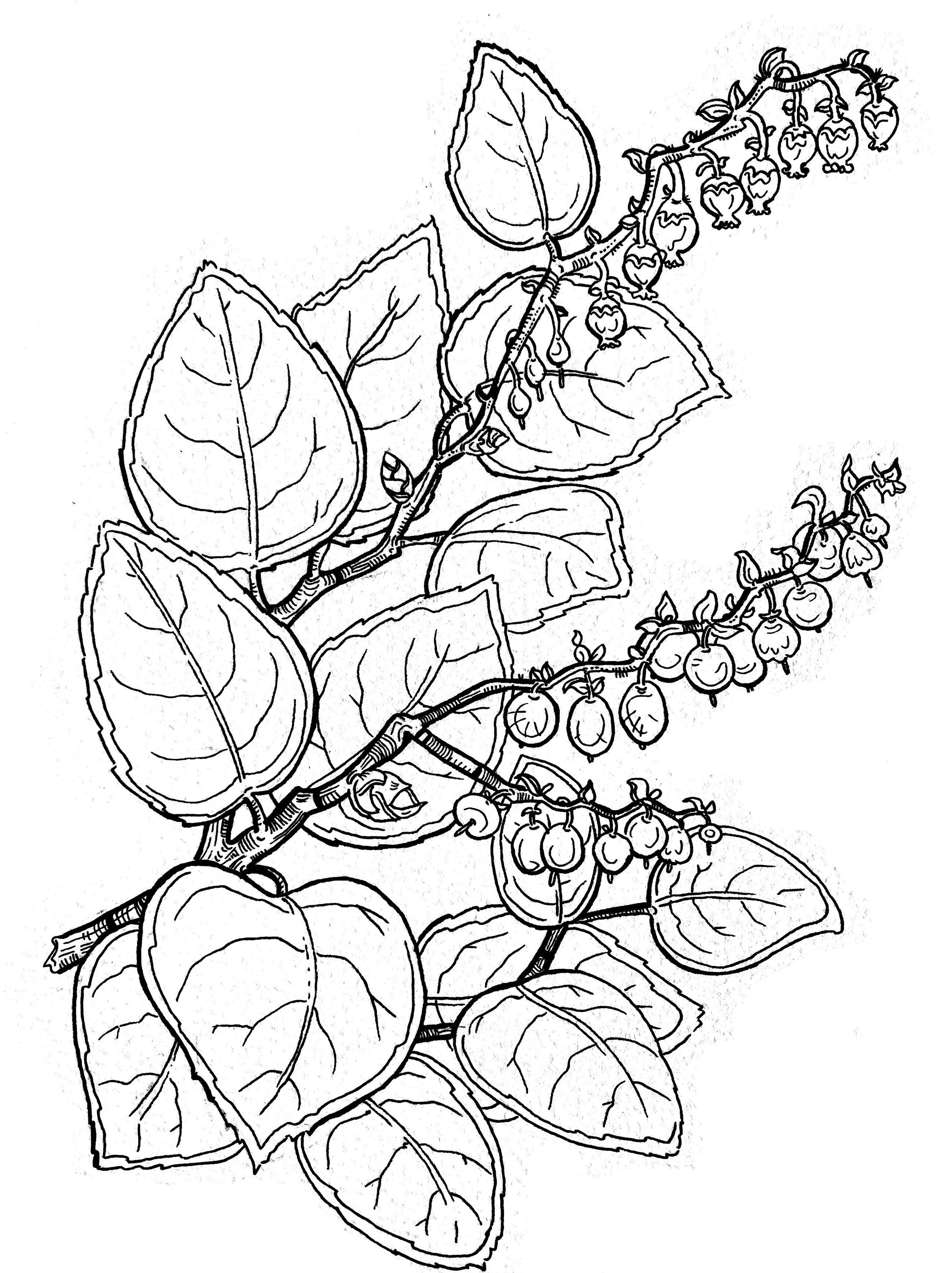 Wapato