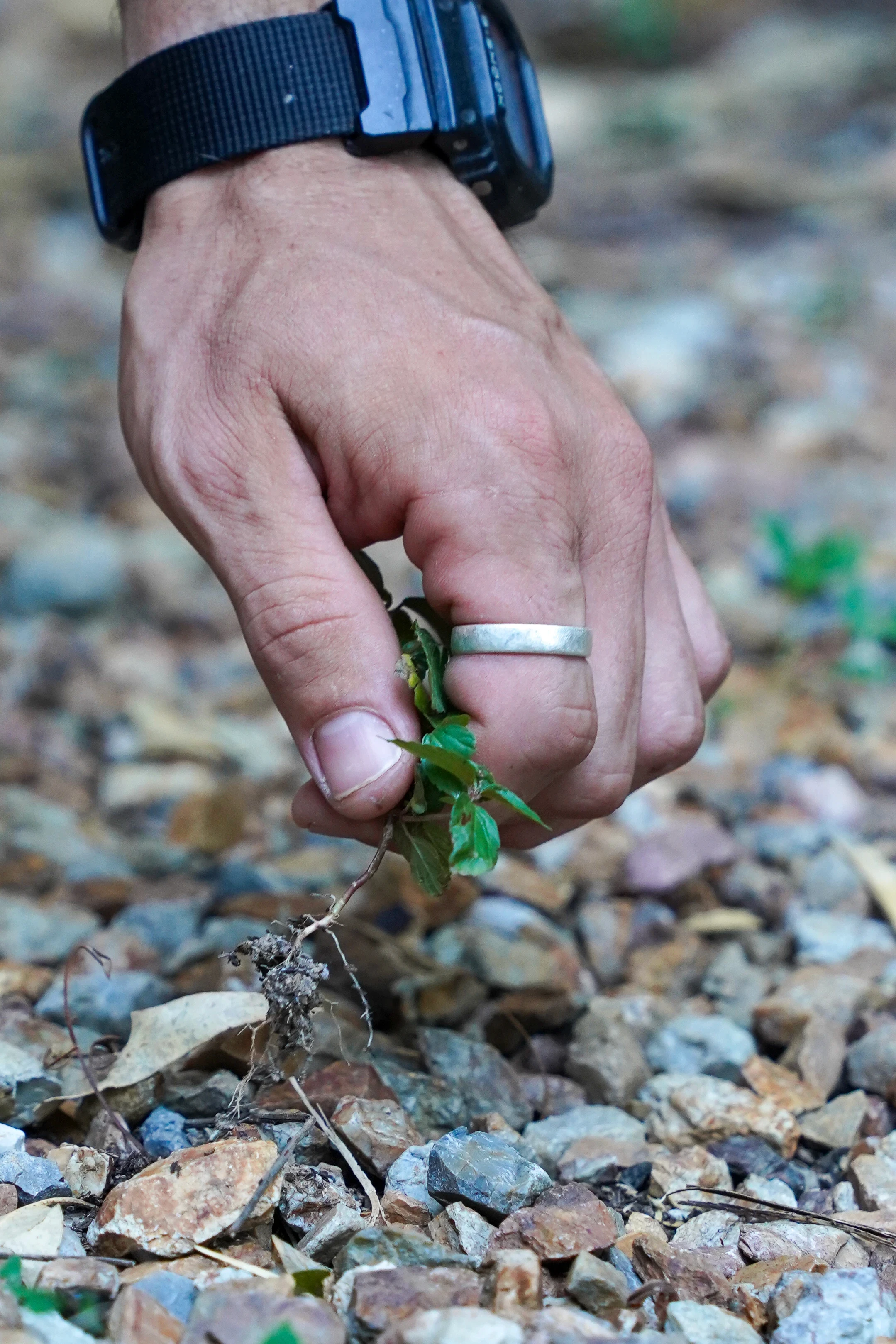 Weeding with no chemicals in Brunswick Heads