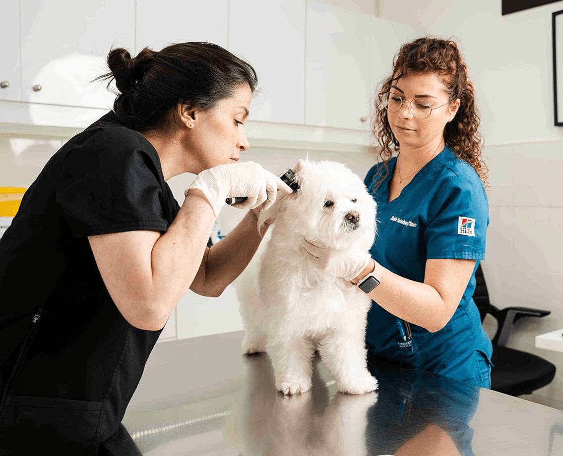 Our vet team takes blood samples from a cat before administering routine vaccinations 