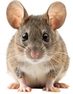 An image of a mouse.