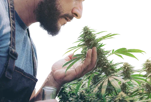 Cannabis Cultivator Inspecting Plant