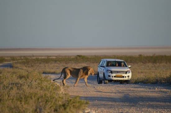 Crafting Your Dream Namibia Safari: Selecting the Perfect Operator & Safari Type