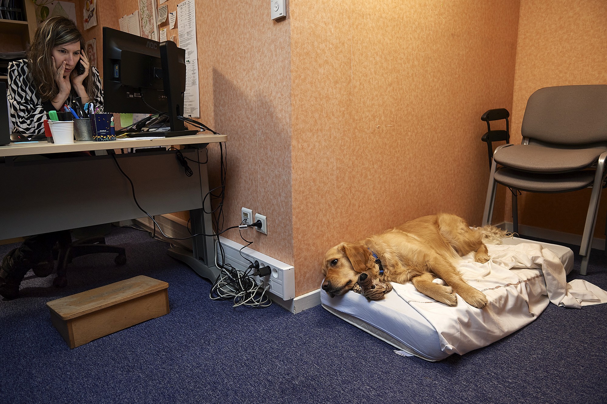 Début de journée, Héloïse règle des démarches administratives pour les patients avant de commencer ses visites. Saïko (un golden retriever de 3 ans) attend patiemment.