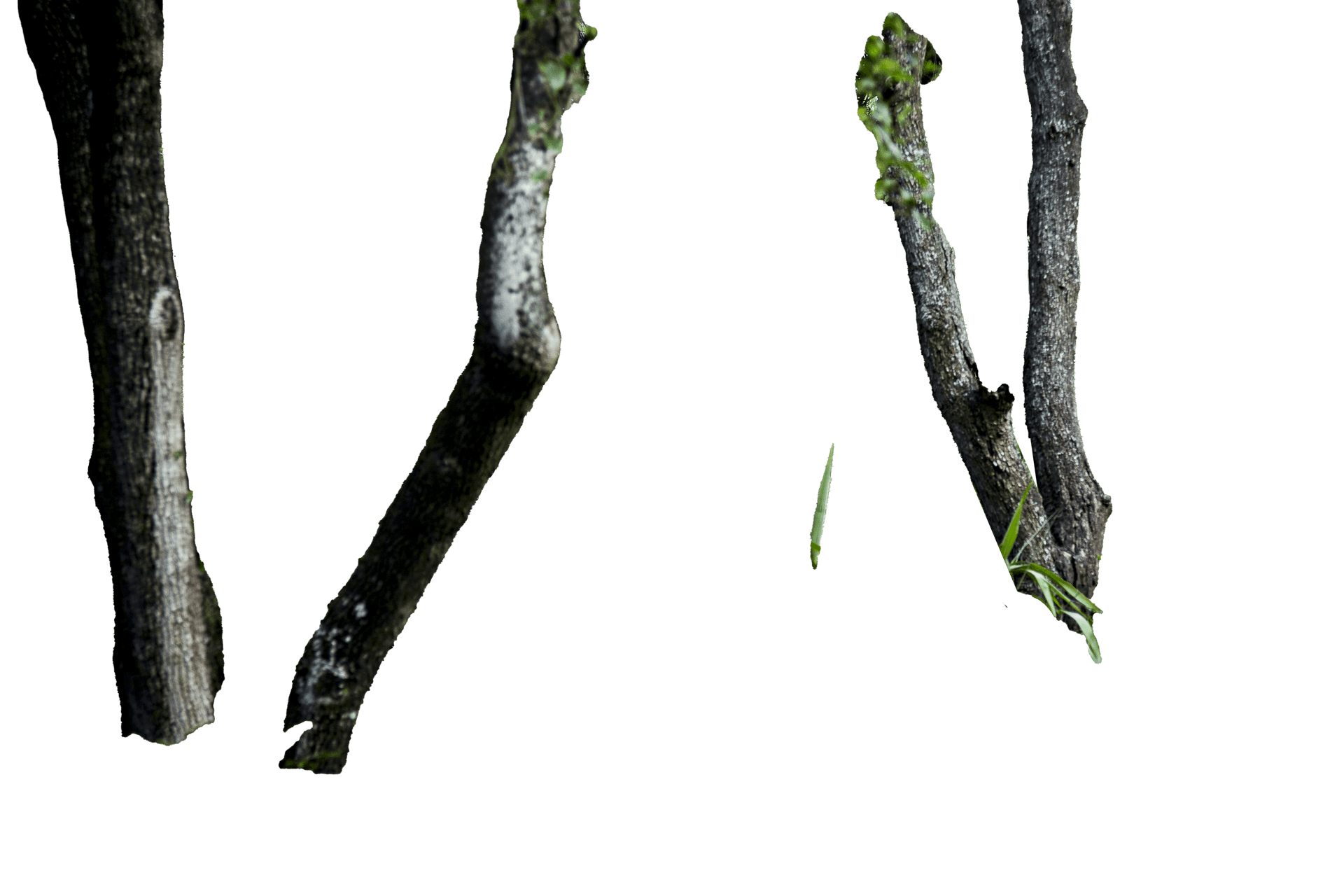 Nahaufnahme von braunen Ästen mit kleinen grünen Blättern. Ein grüner Wurm auf einem Ast.