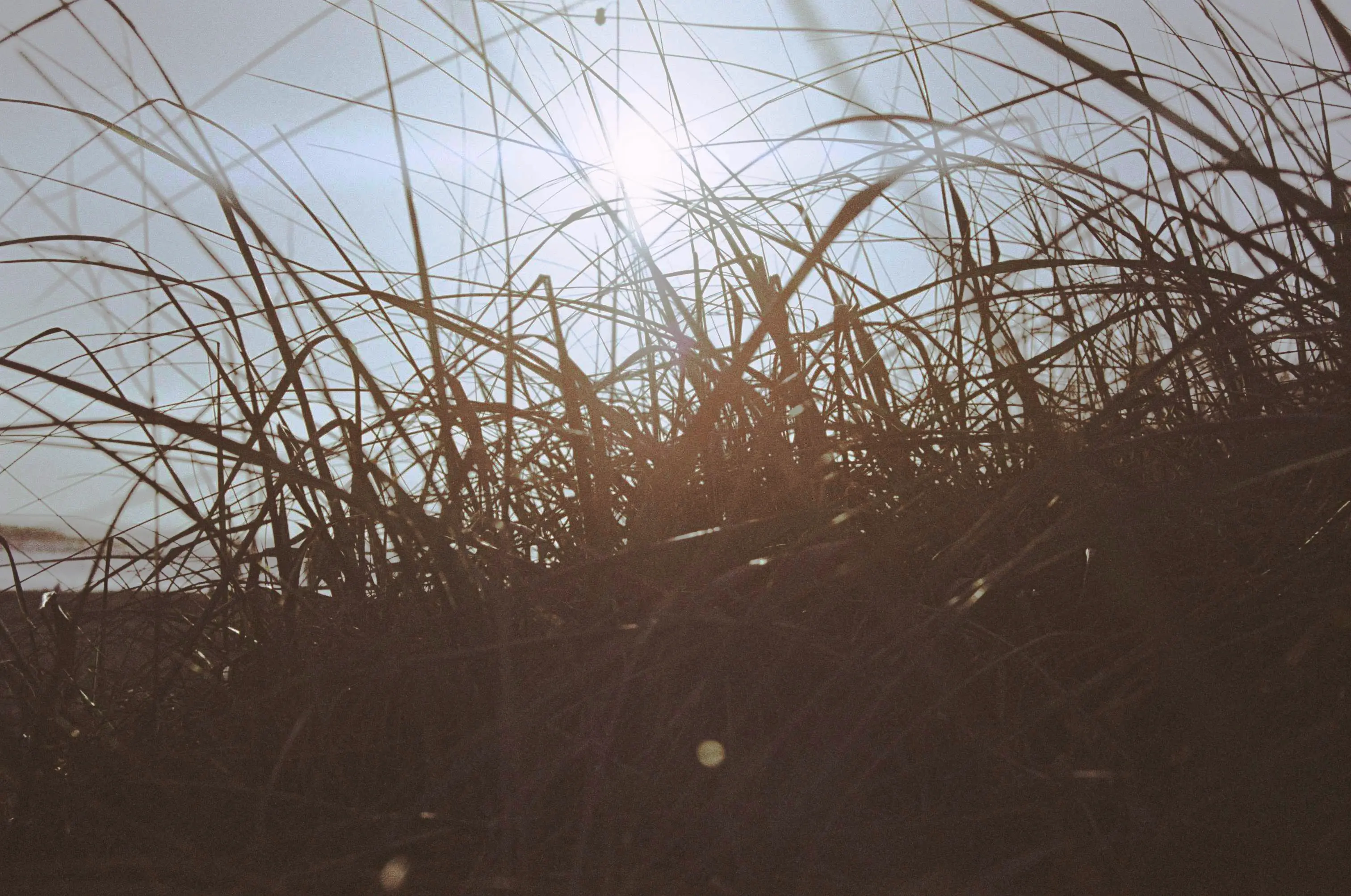 Heavenly grass social post for cannabis brand