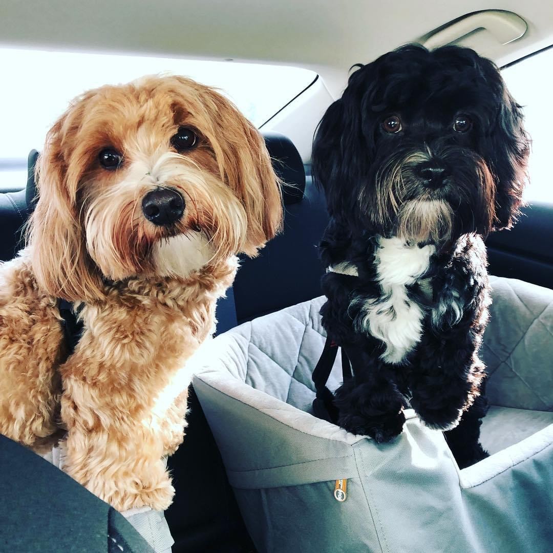 Two small curly-haired dogs — one golden, one black with white markings — sitting in a car's back seat.