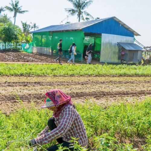 一名人在田地里收割庄稼，背景中有一栋建筑和其他几个人在行走。可见棕榈树。