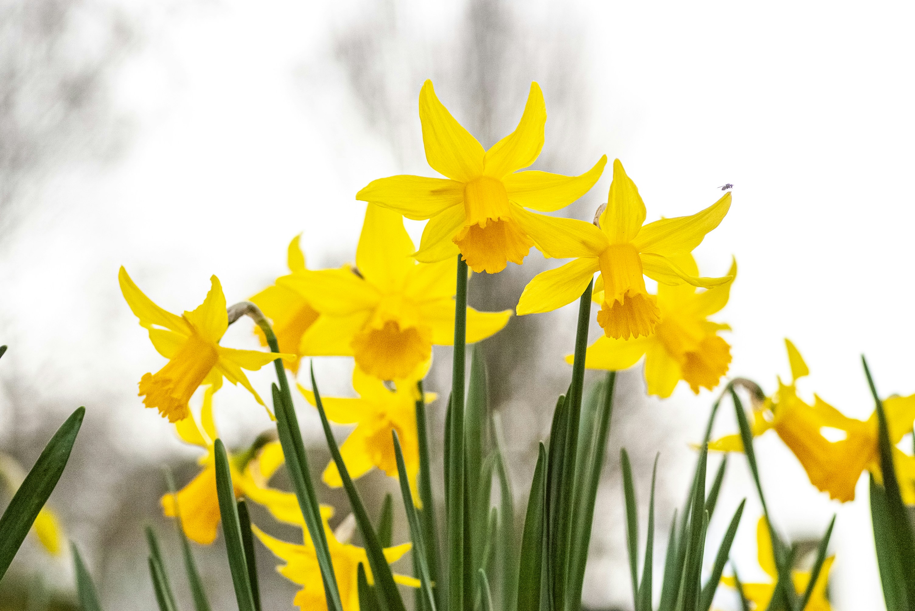 Daffodils photo
