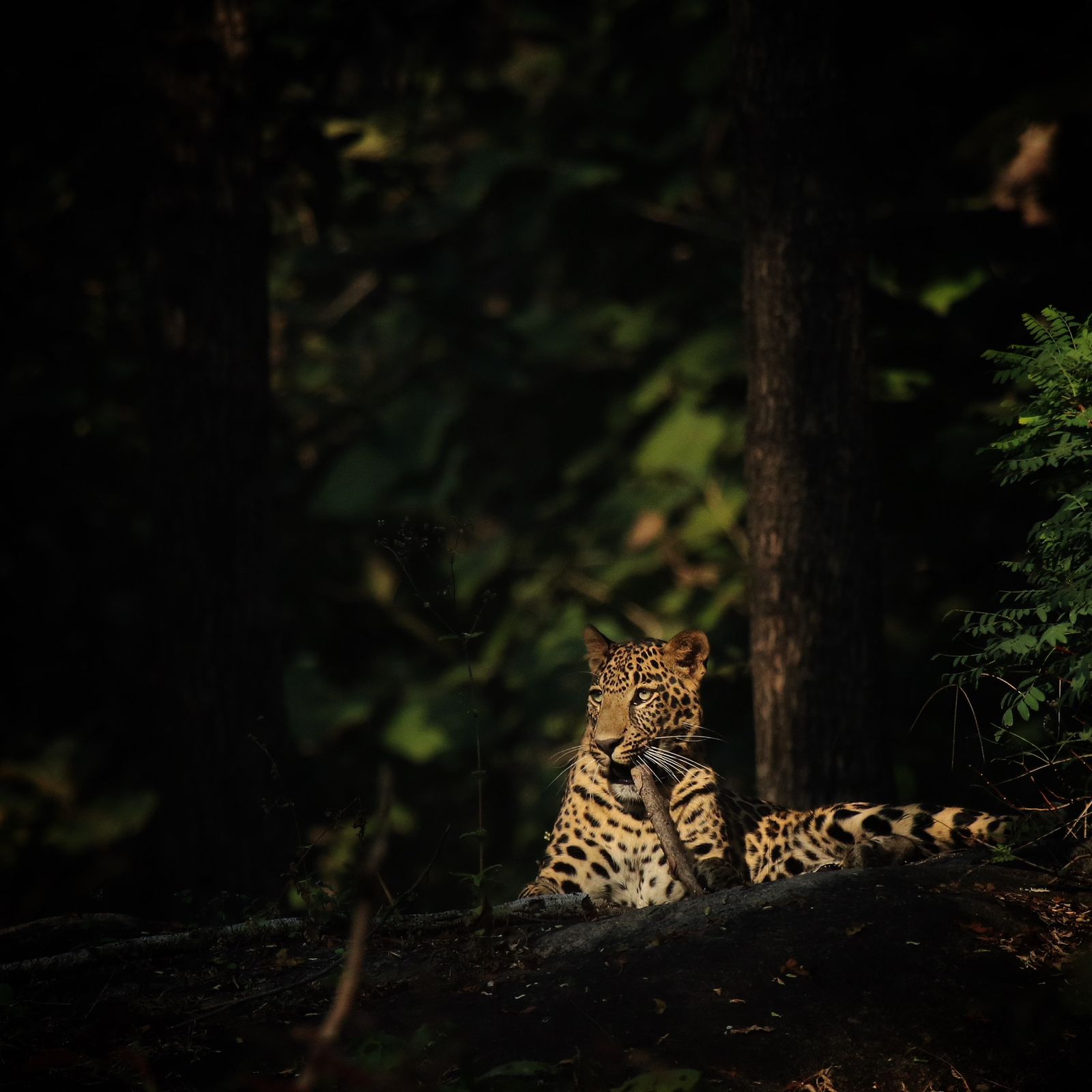 tracking-sher-khan-a-photography-safari-in-mowgli-s-jungle