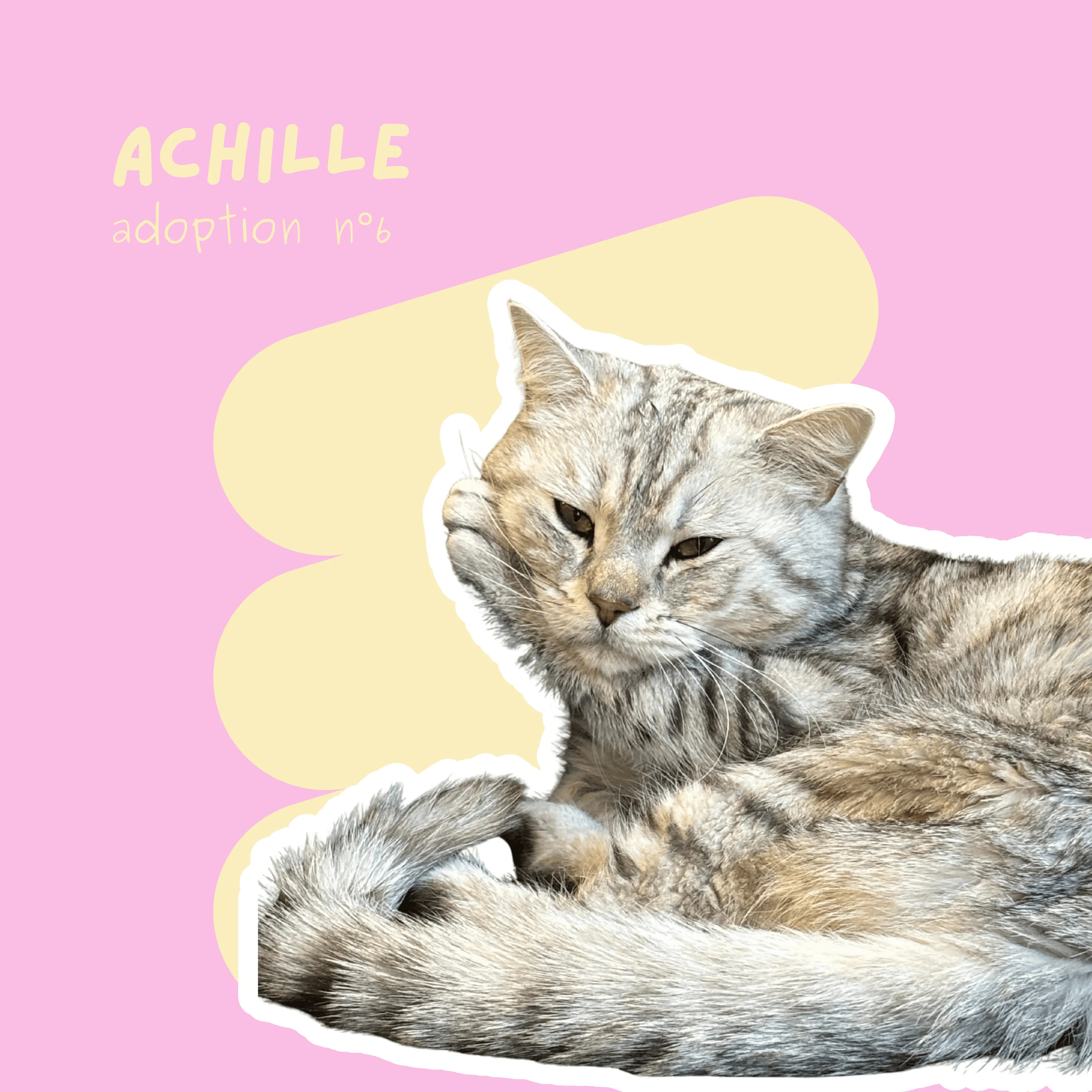 chat-achille