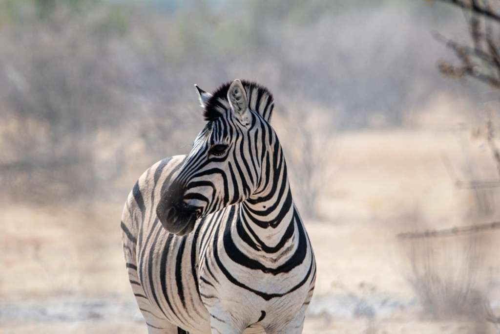 Zebra, Namibia safari