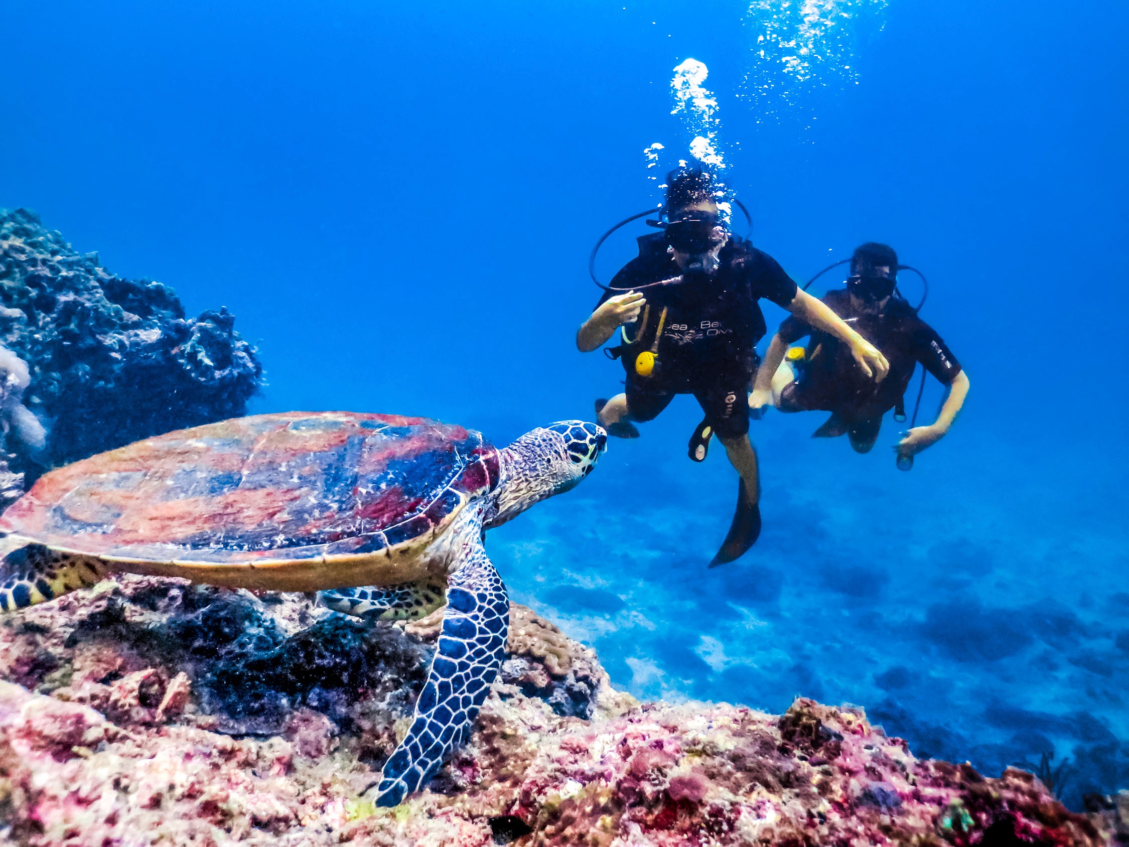 Two scuba divers swim in blue water near a large sea turtle and a coral reef.