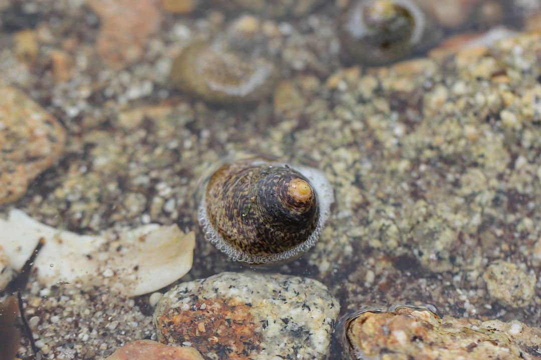 a black and white cat laying on top of a white wall