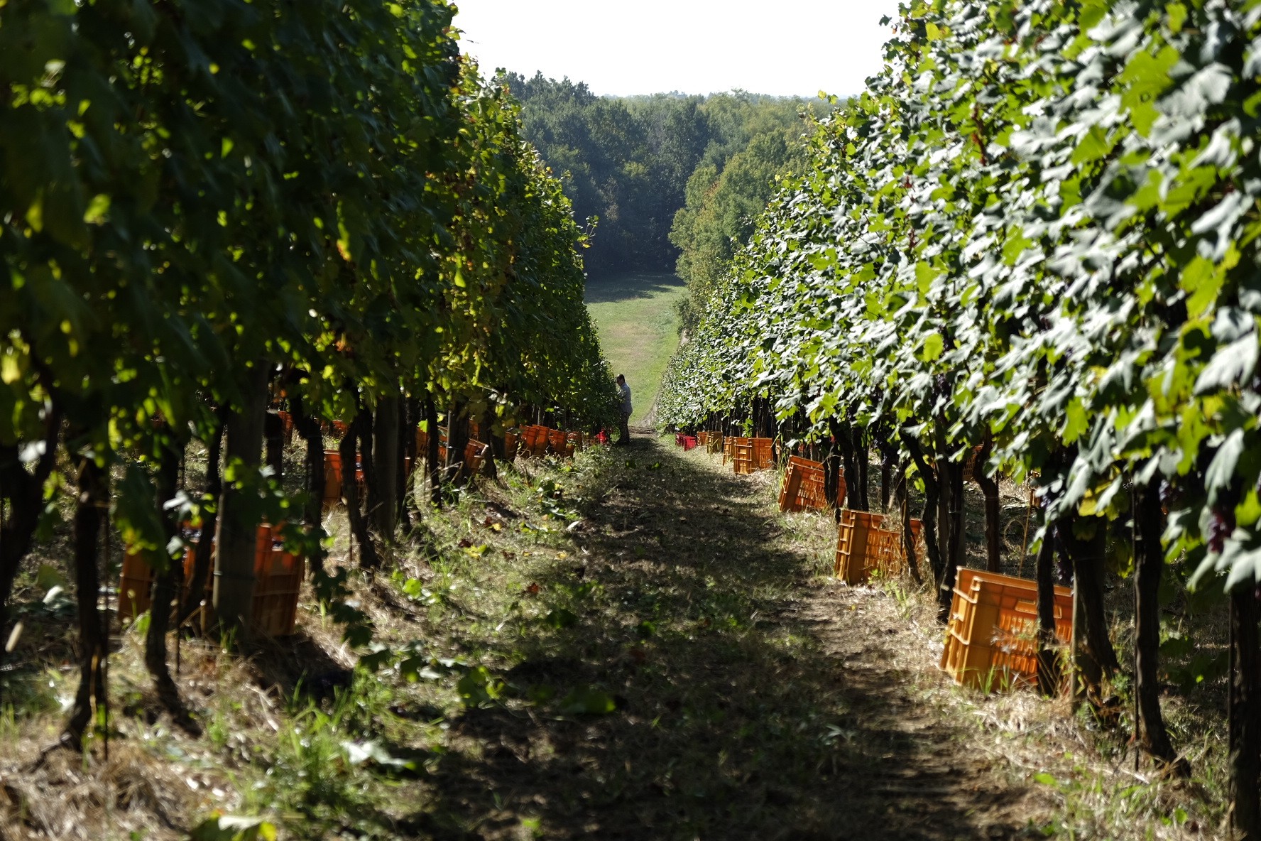 Vigneti di Gattinara