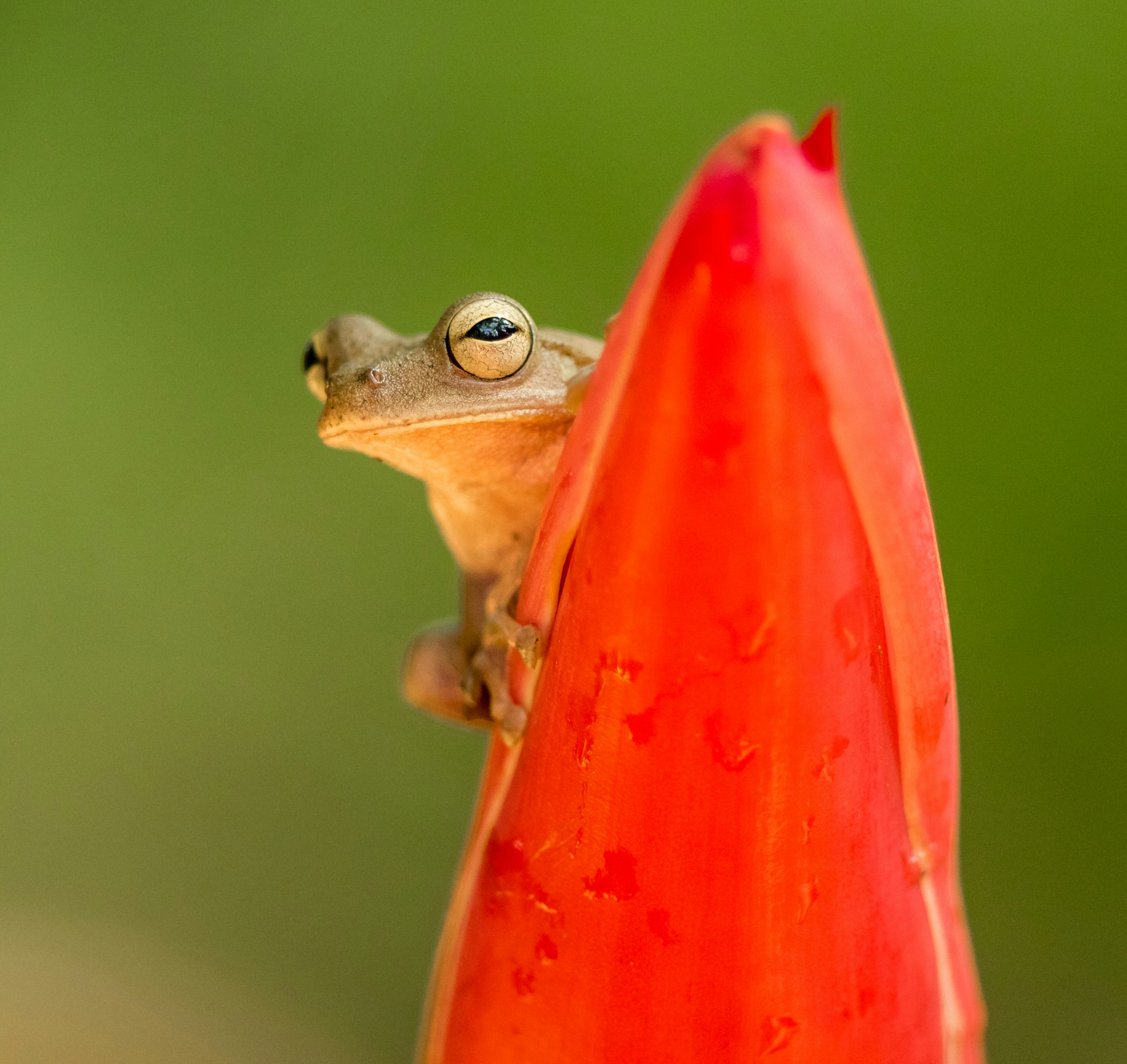 A green frog behind an orange flower. tumblebee nature and biodiversity impact assessment software. Automatic nature insights at scale for sustainability and procurement teams as well as ecosystem restoration organizations. Addressing ESRS, TNFD, EUDR, ESPR regulations.