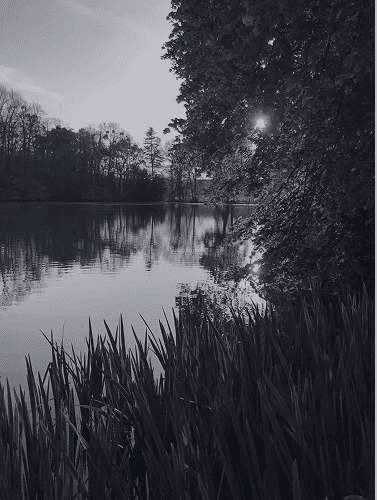 A serene outdoor wedding setup with white chairs arranged on green grass under a canopy of trees.