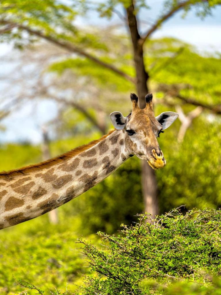 giraffe, tanzania