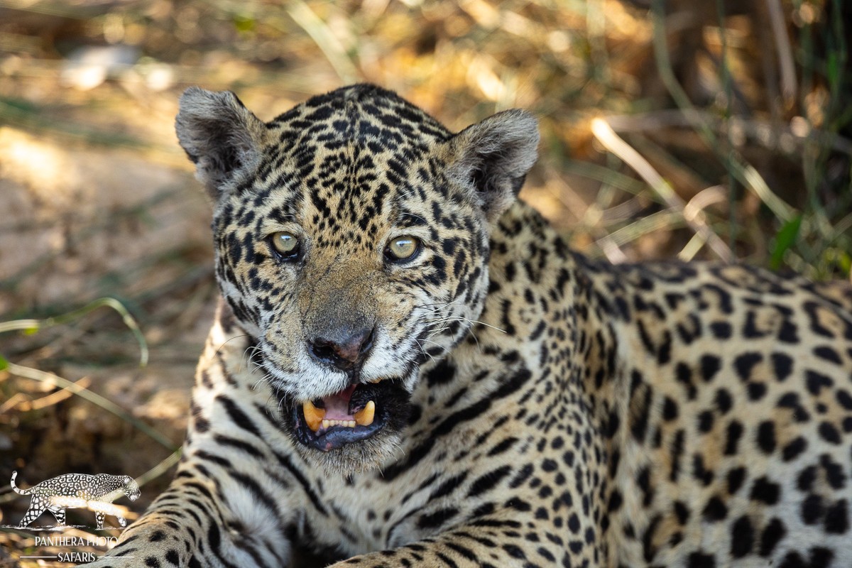 We discovered a new jaguar!