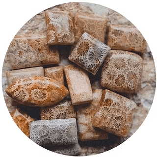 agatized fossil coral