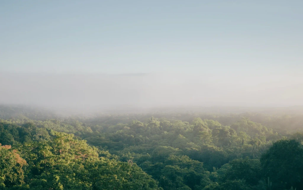 Nebliger Wald aus der Vogelperspektive – Symbolbild für ESG, Nachhaltigkeit und Impact-Investing als Marktentscheider