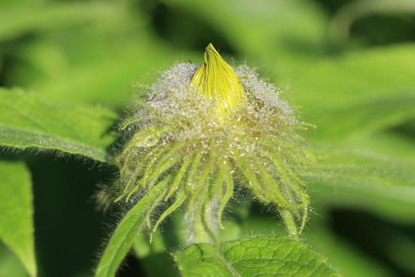 a black and white cat laying on top of a white wall