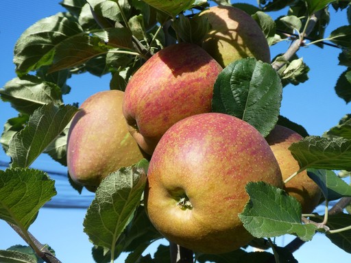 Boskop Apfel kaufen