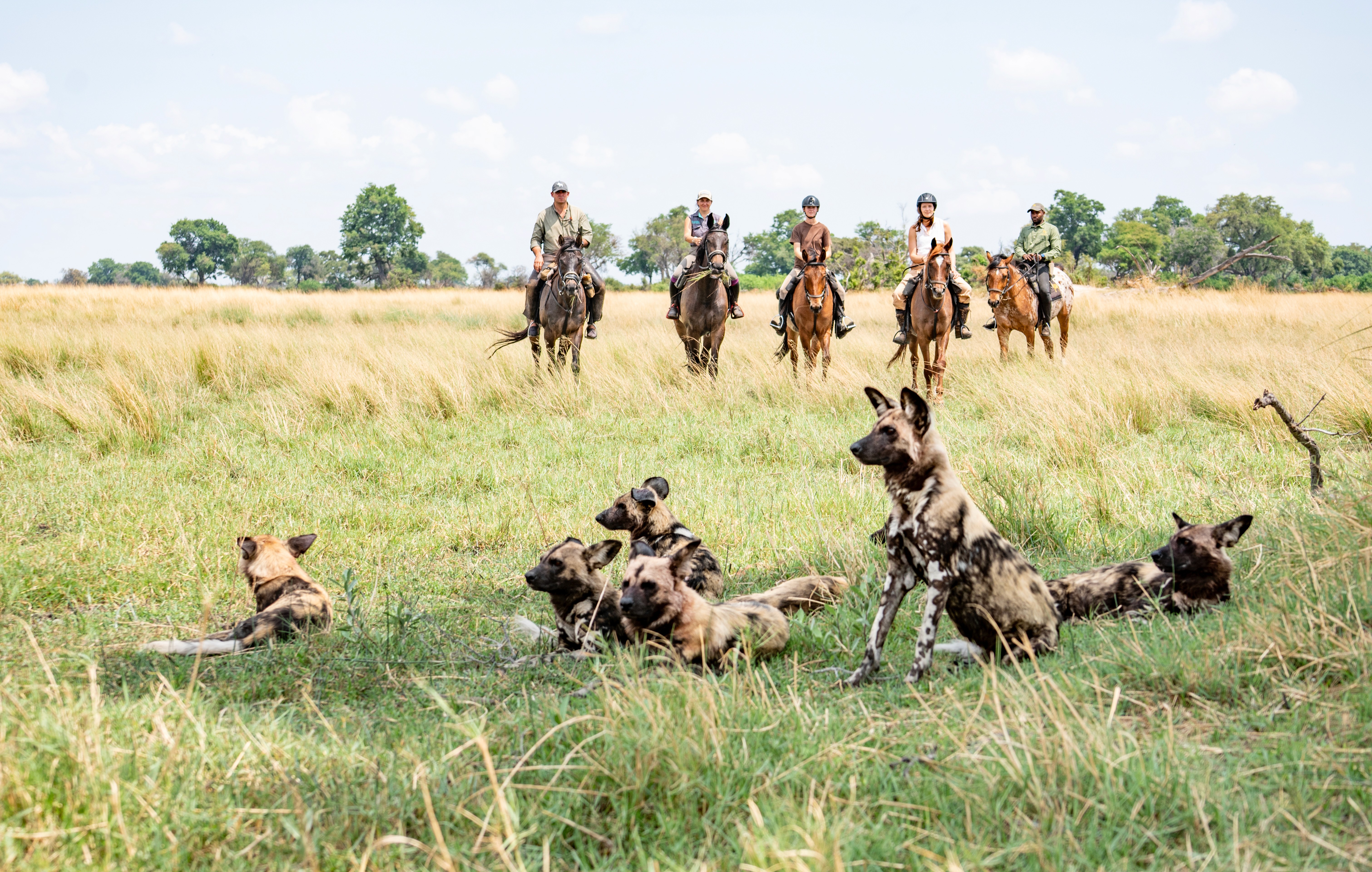 African Explorer, Botswana. En lång rad gnuer rör sig över slätterna med ryttarna i bakgrunden – ett klassiskt motiv från en ridsemester i Botswana.