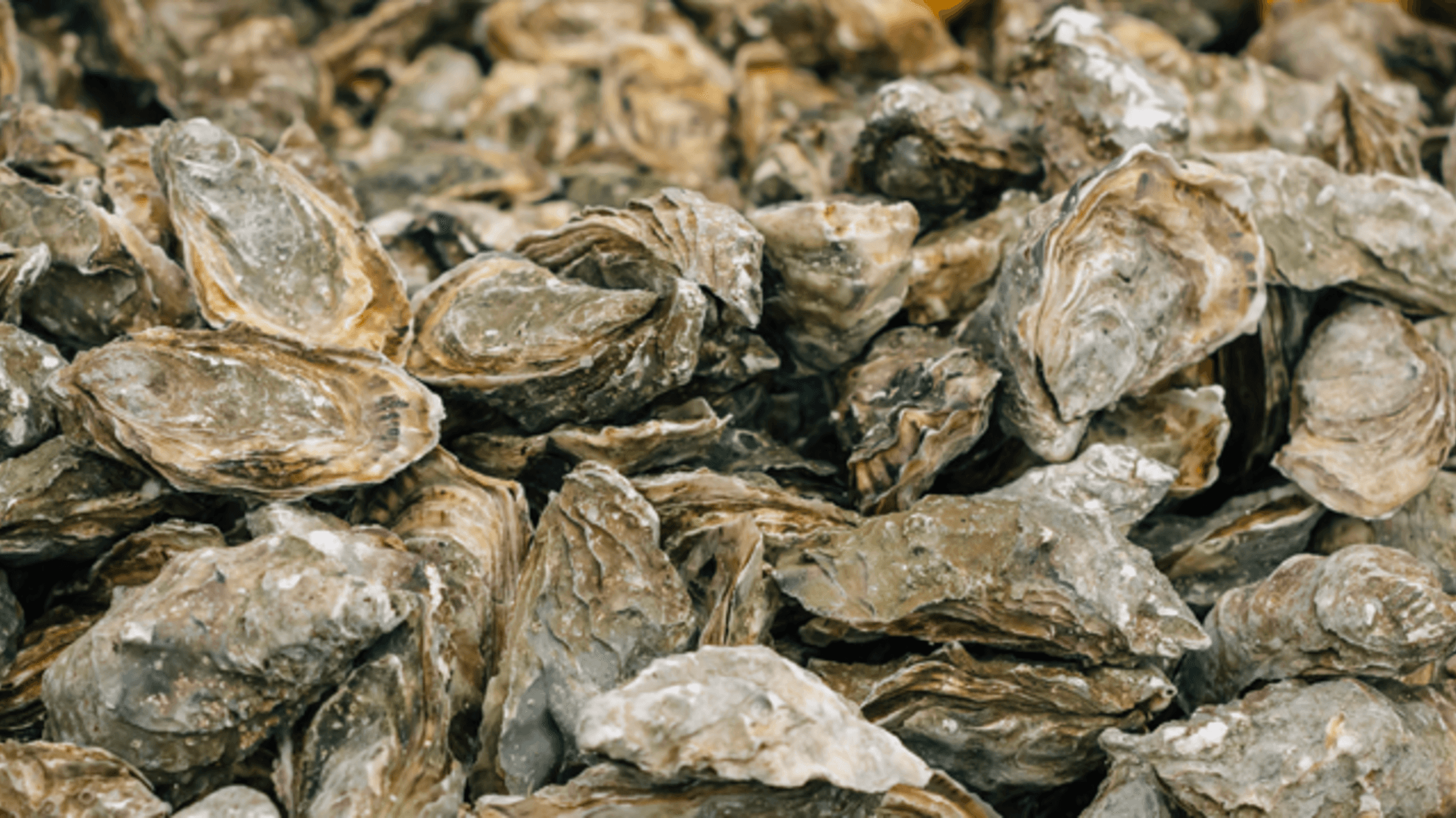 Seawool, Seawool cotton blend, oyster shell fibre, recycled ocean plastics fabric, sustainable textiles, Creative Tech Textile, Hans Global, 60/40 cotton Seawool, Seawool US launch, eco-fabric innovations