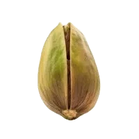 καρπός φυστίκι