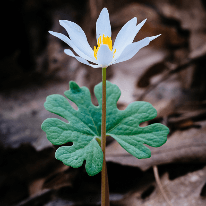 Bloodroot Sanguinaria canadensis