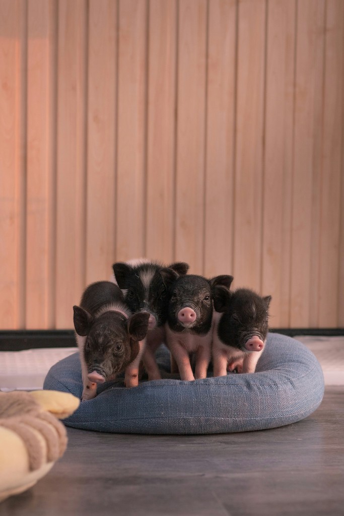 parametros reproductivos en cerdos