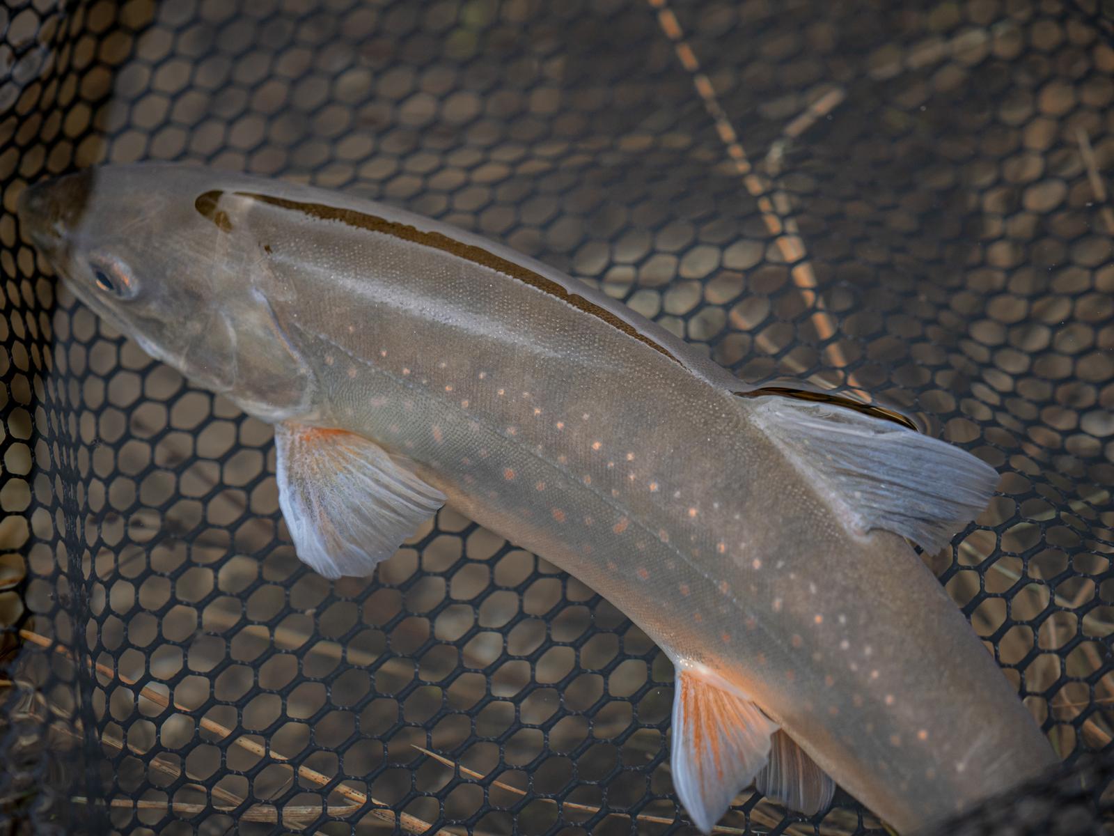 trout fishing dolomites