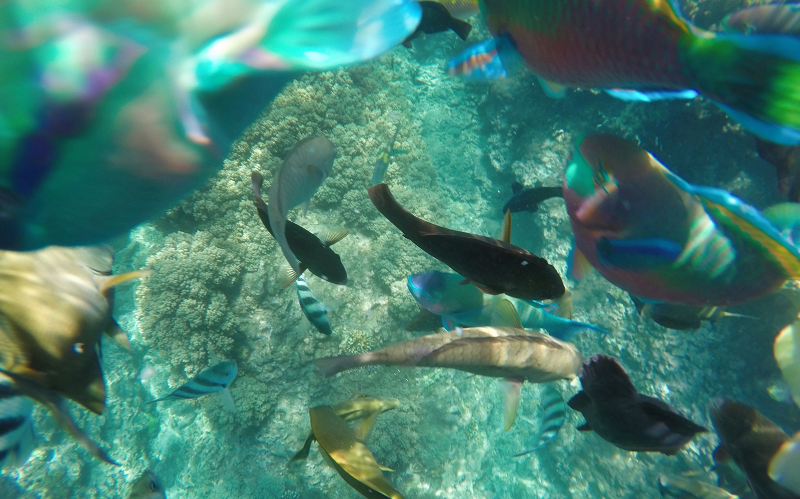 Colorful fish swimming over coral reef in Blue Lagoon, Bali.