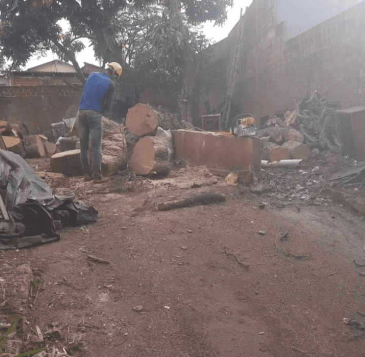 Finalização de Supressão de Árvores