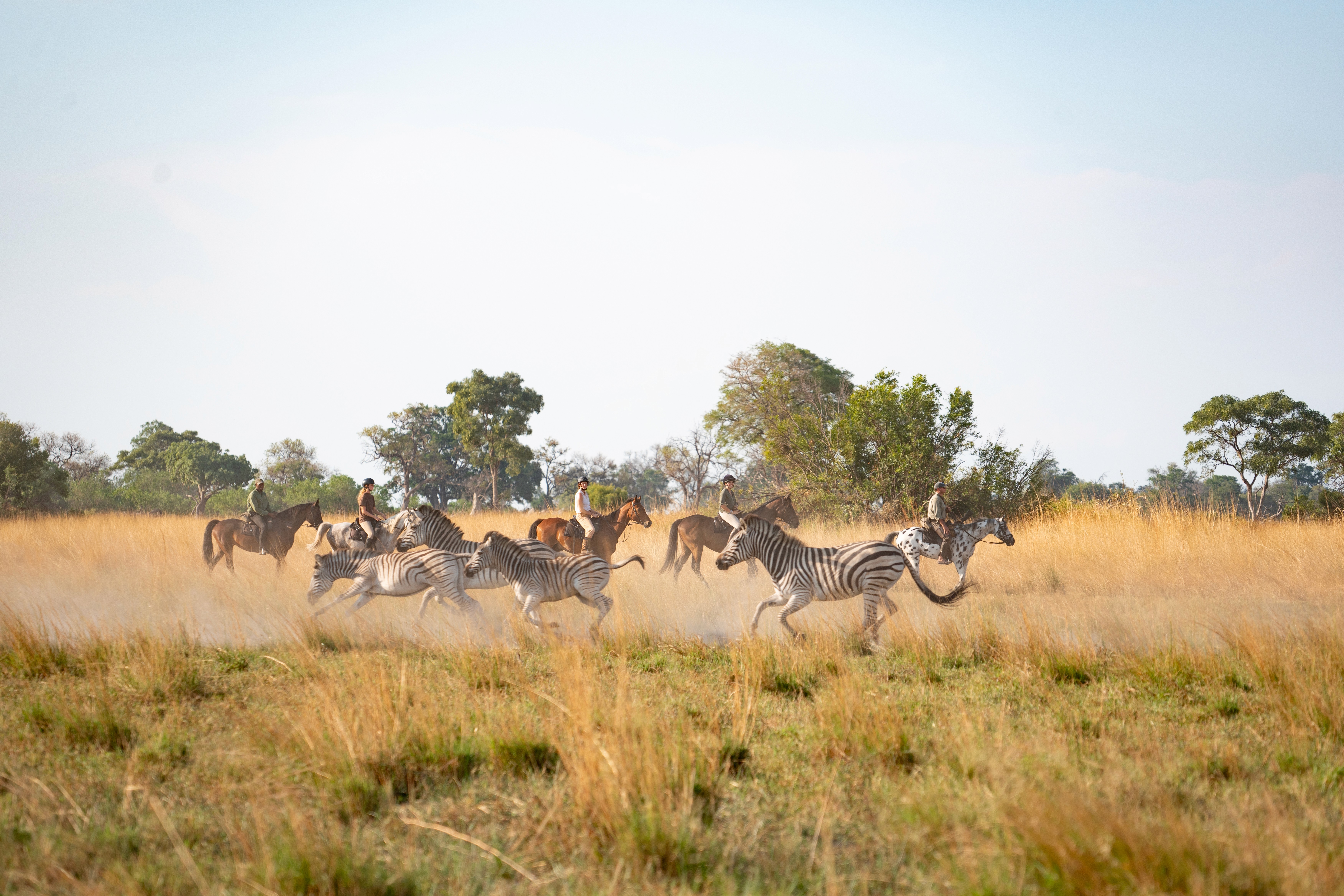 Kujwana Delta Ride. En grupp ryttare till häst på ridsafari korsar grunt vatten i solnedgången i Okavango Delta – en drömlik ridresa i Botswana, Afrika.