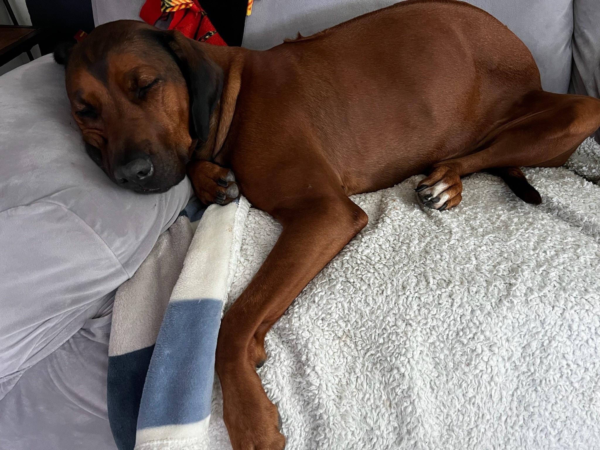Brown dog sleeping peacefully on carpet next to a person during dog boarding in Charlotte