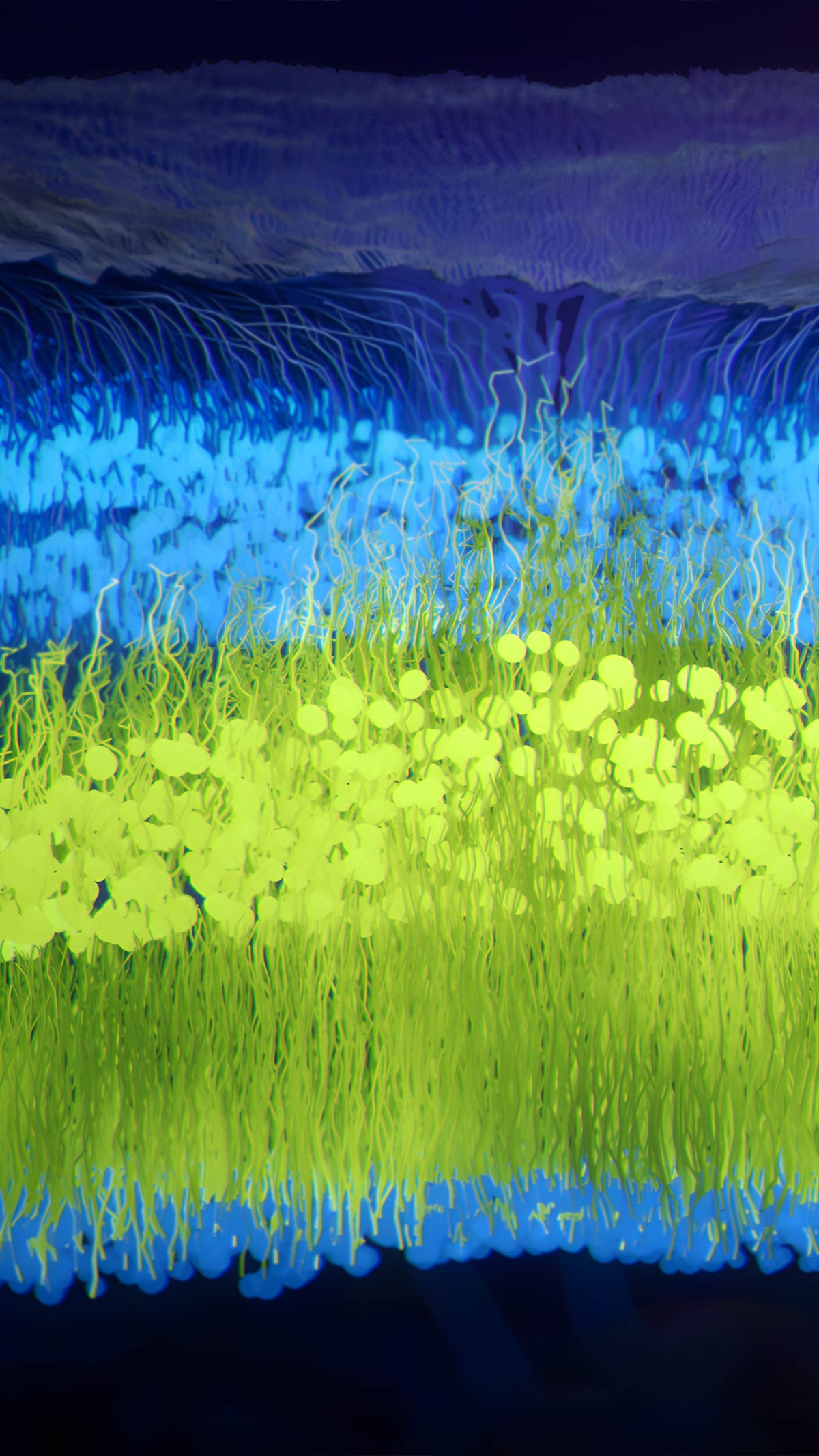 3D render of the foveal cones in the retina after gene therapy transformation