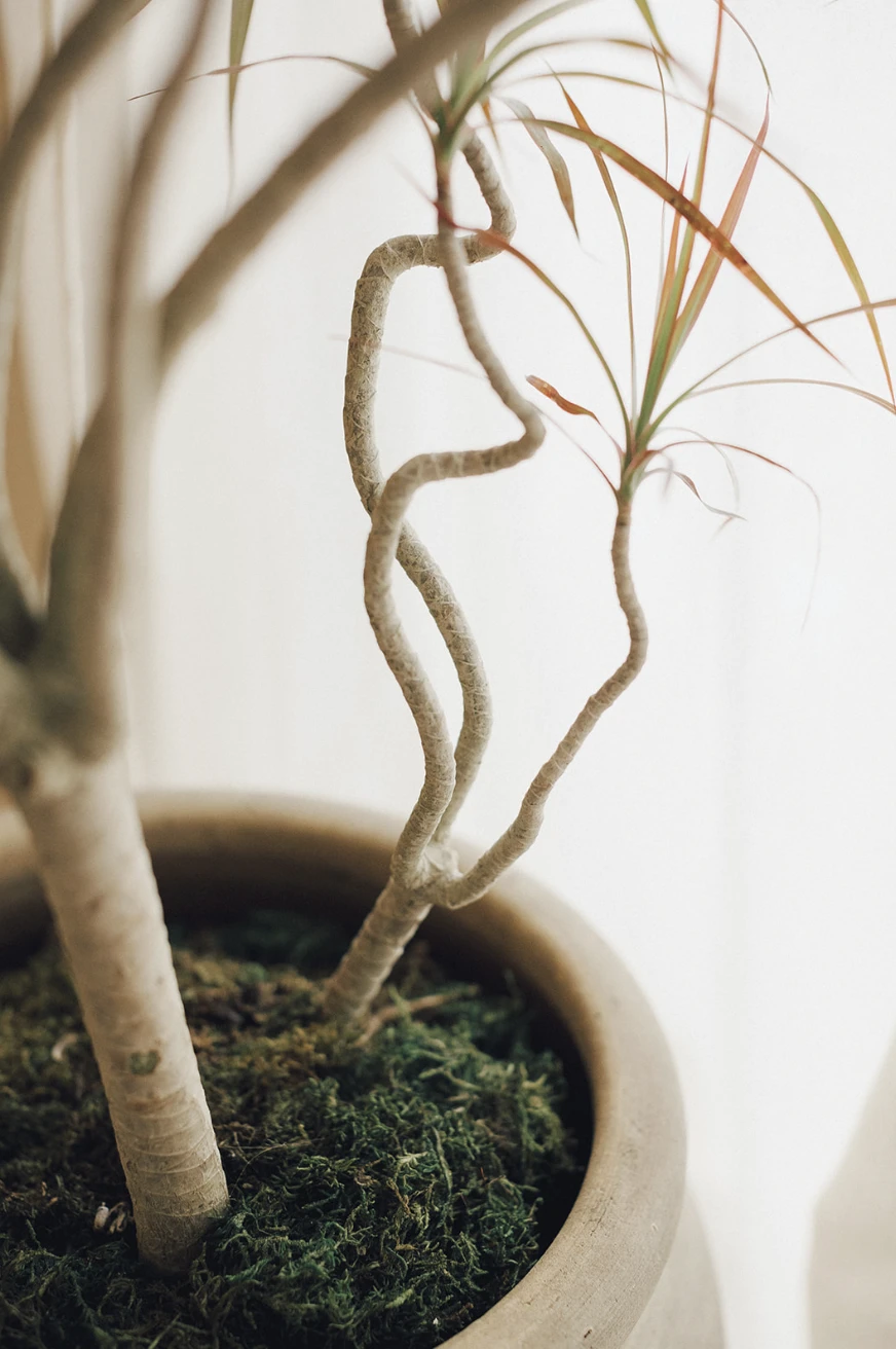 Close-up of natural plant styling inside Manipura wellness studio interior