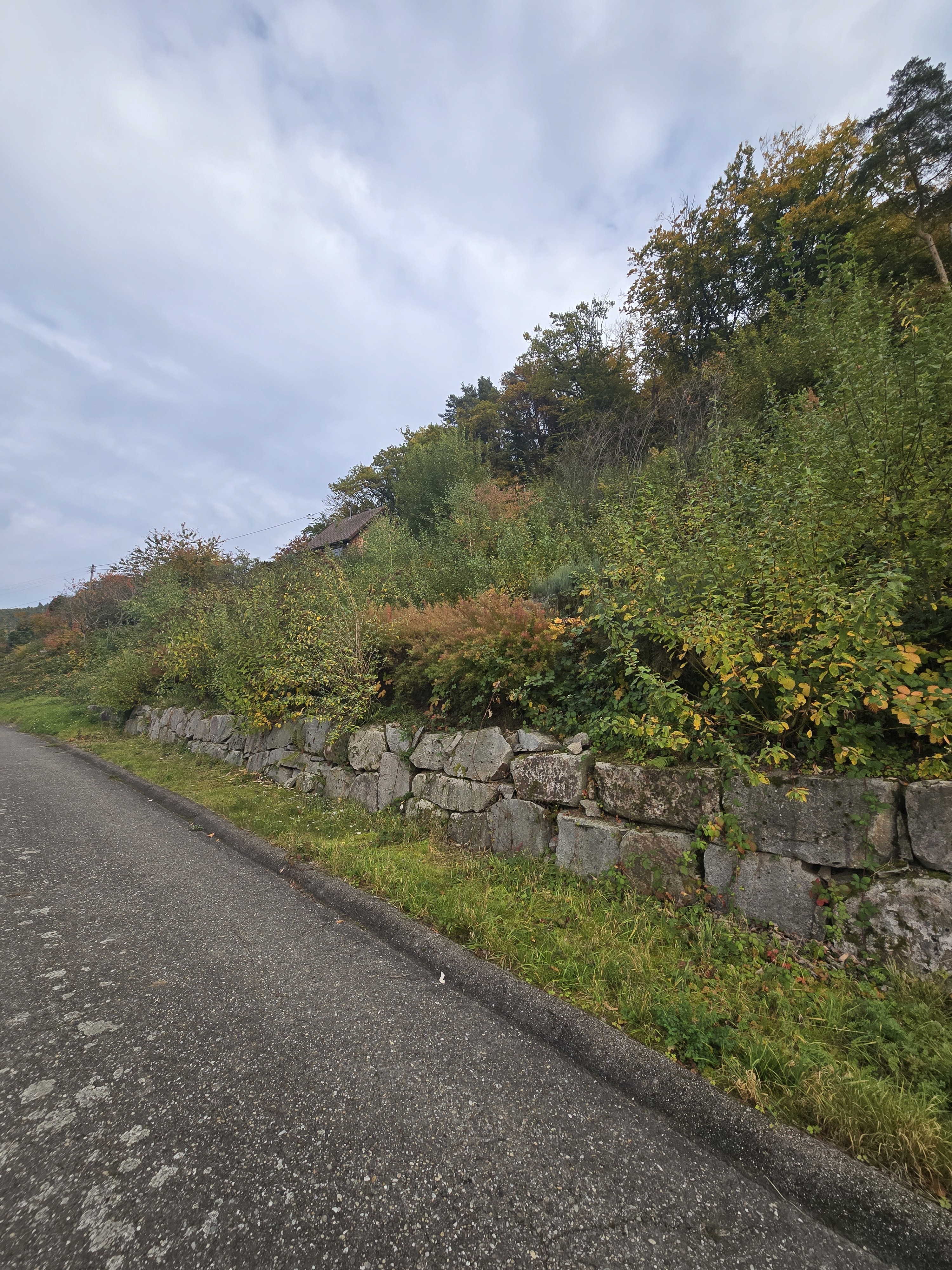 Three road cyclists climbing a narrow uphill road through a wooded landscape during a training ride.