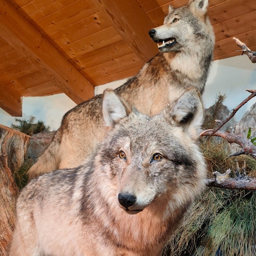 Ruangan "Kembalinya Sang Serigala"